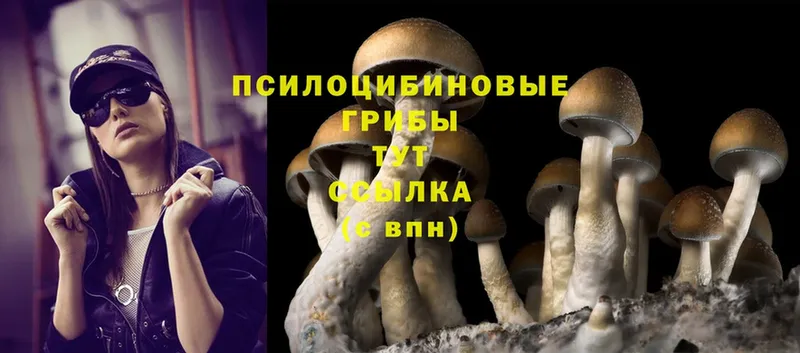 Галлюциногенные грибы Cubensis Лысьва